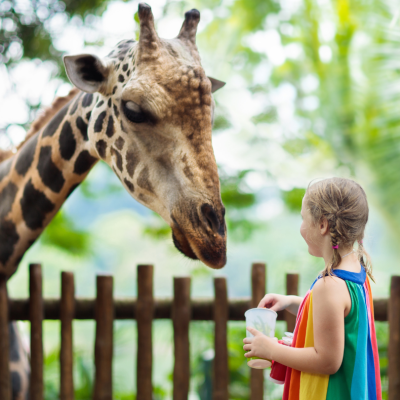 Knowsley Safari Park